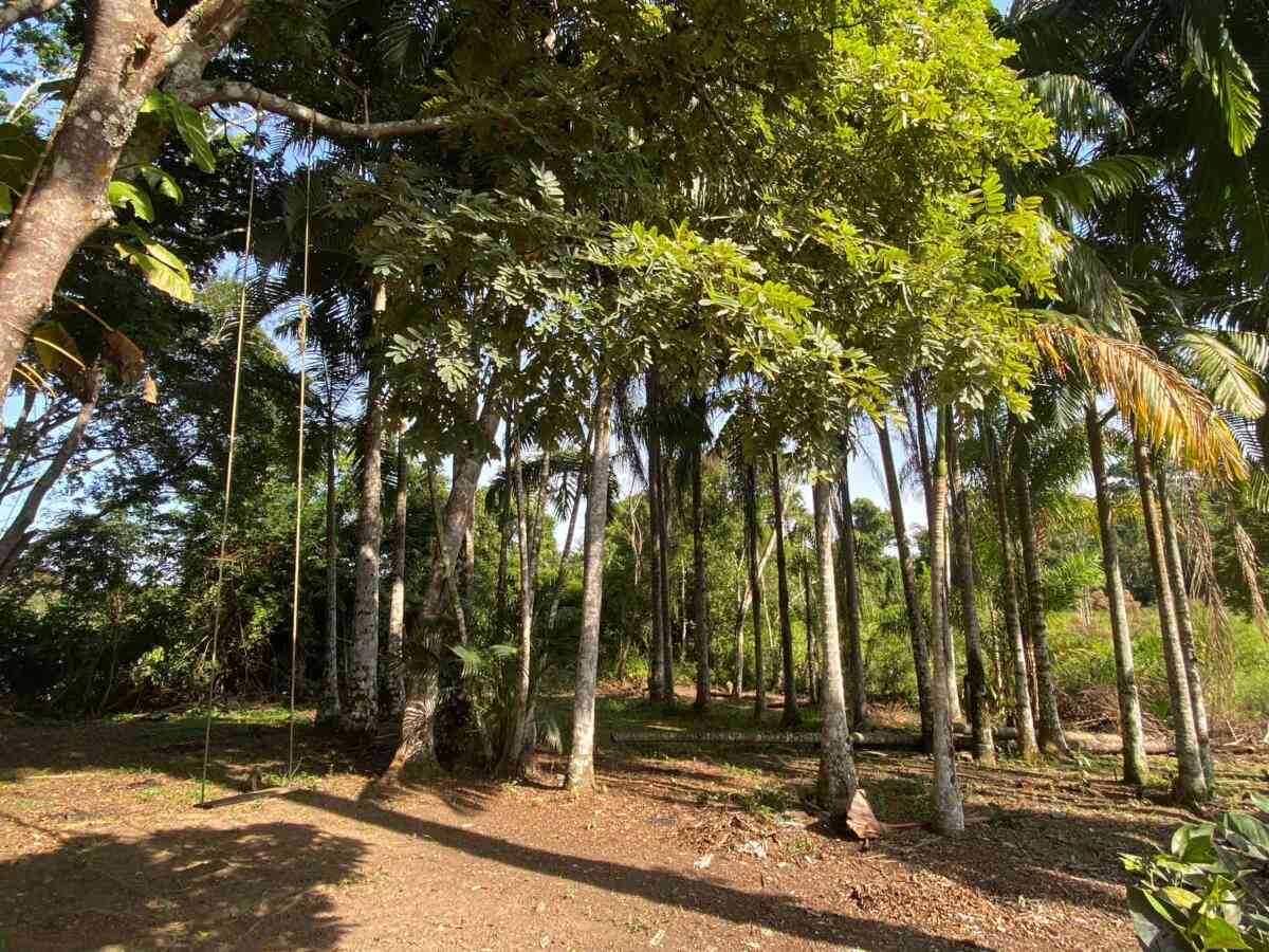 chacara-sitio-lazer-lago-represa-pomar-planta ornamental-pariquera-açu-sp- 9