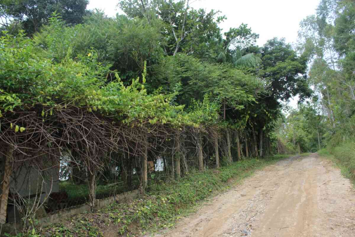 chacara-sitio-estrada cananeia-7 km de pariquera-açu-2 casas-lazer-moradia-cercada-pomar-braço magro-14
