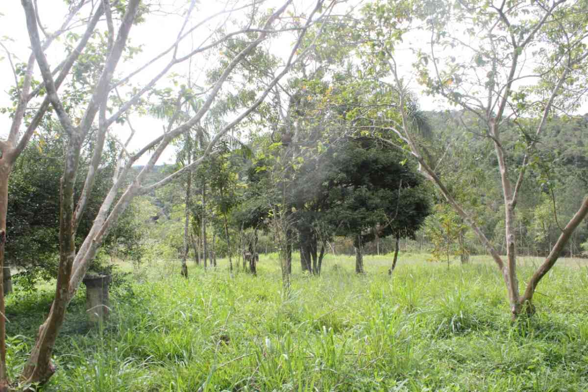 chacara-sitio-estrada cananeia-7 km de pariquera-açu-2 casas-lazer-moradia-cercada-pomar-braço magro-6