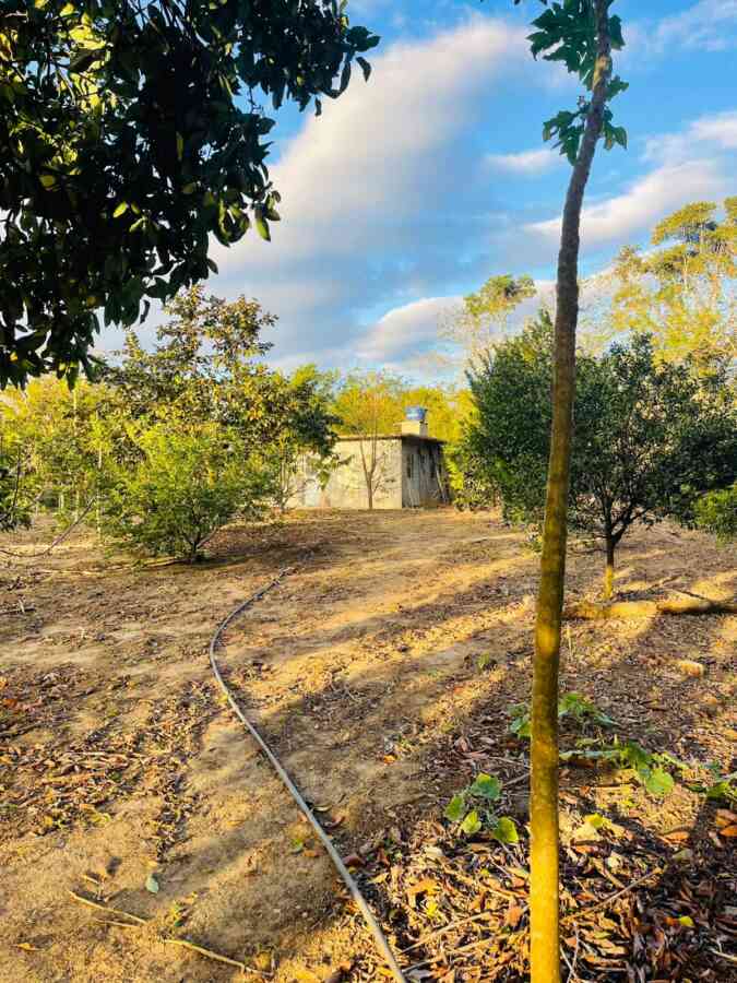chacara-sitio-lazer-lago-represa-pomar-planta ornamental-pariquera-açu-sp- 17