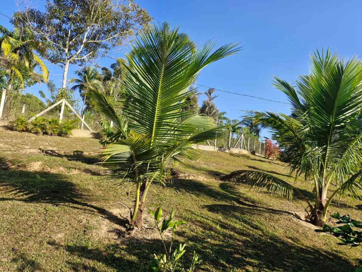 chacara-sitio-a-venda-em-pariquera-acu-sp-lago-pomar-peixe-casa-suite-2-dormitorios-churrasqueira-proxima-centro-lazer-moradia-10