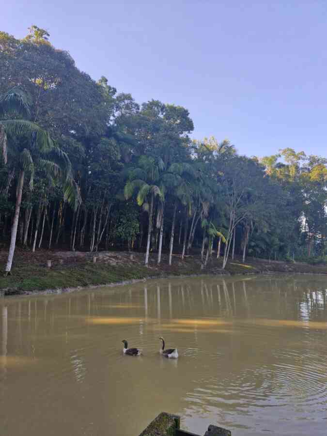 chacara-sitio-a-venda-em-pariquera-acu-sp-lago-pomar-peixe-casa-suite-2-dormitorios-churrasqueira-proxima-centro-lazer-moradia-6